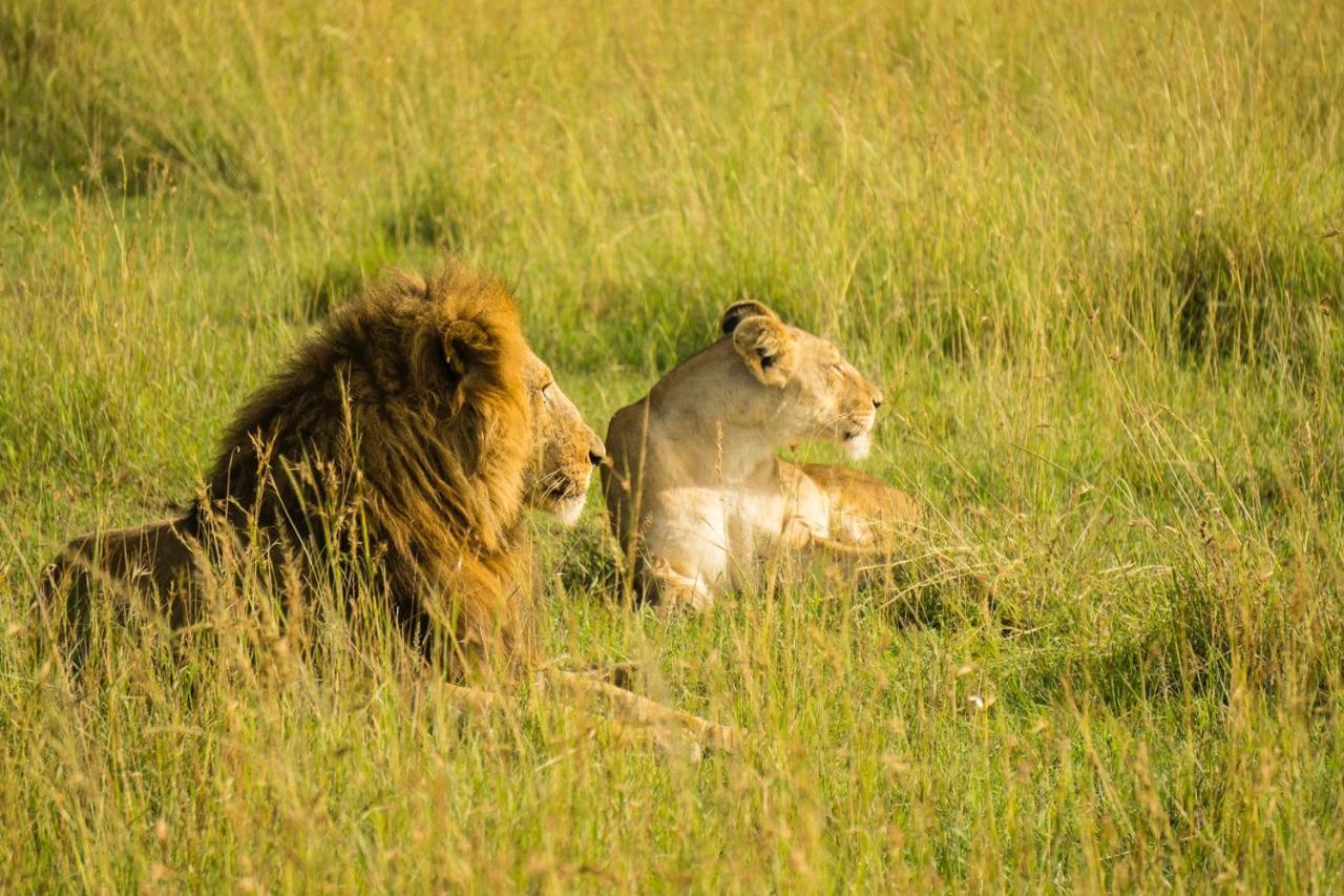 The Gir Harmony Hotel Sasan Gir Extérieur photo